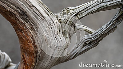 Nature Abstract â€“ Naturally Weathered Wood of a Mature Bonsai Tree Stock Photo